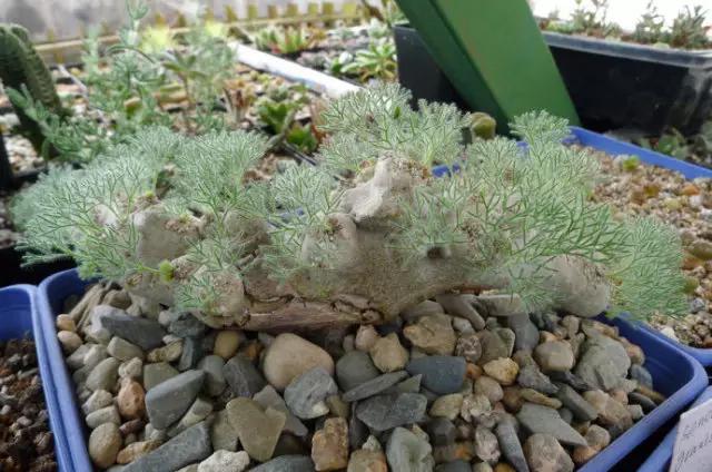 名贵植物排名前十名,十大天价的花卉