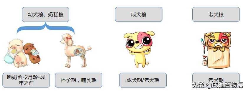 贵宾狗粮泰迪推荐吃多少,贵宾泰迪专用狗粮