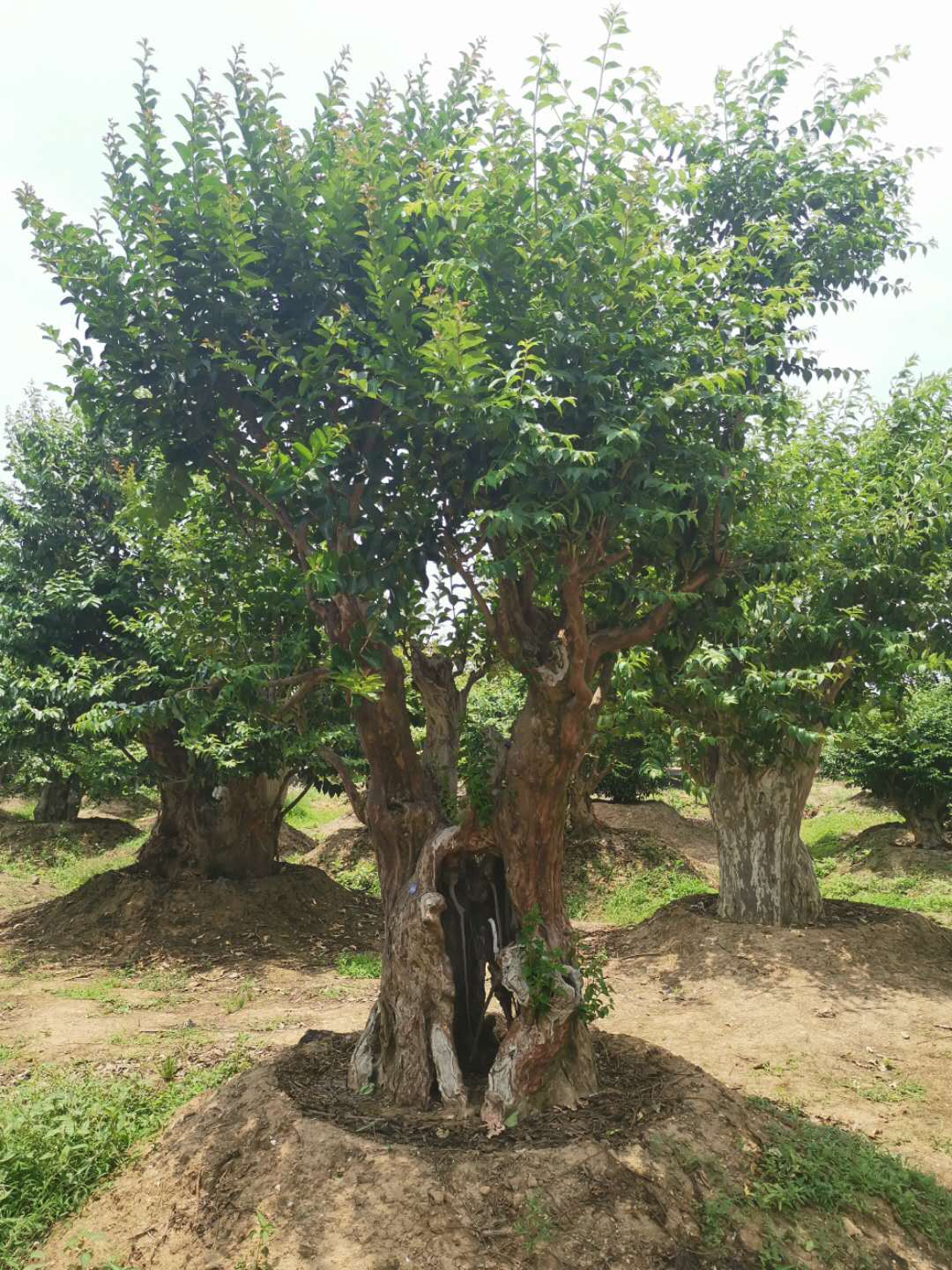 叹为观止自然风景,叹为观止高清图