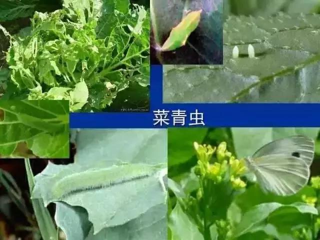 农药杀虫剂种类与作用有哪些,农药杀虫剂别乱选