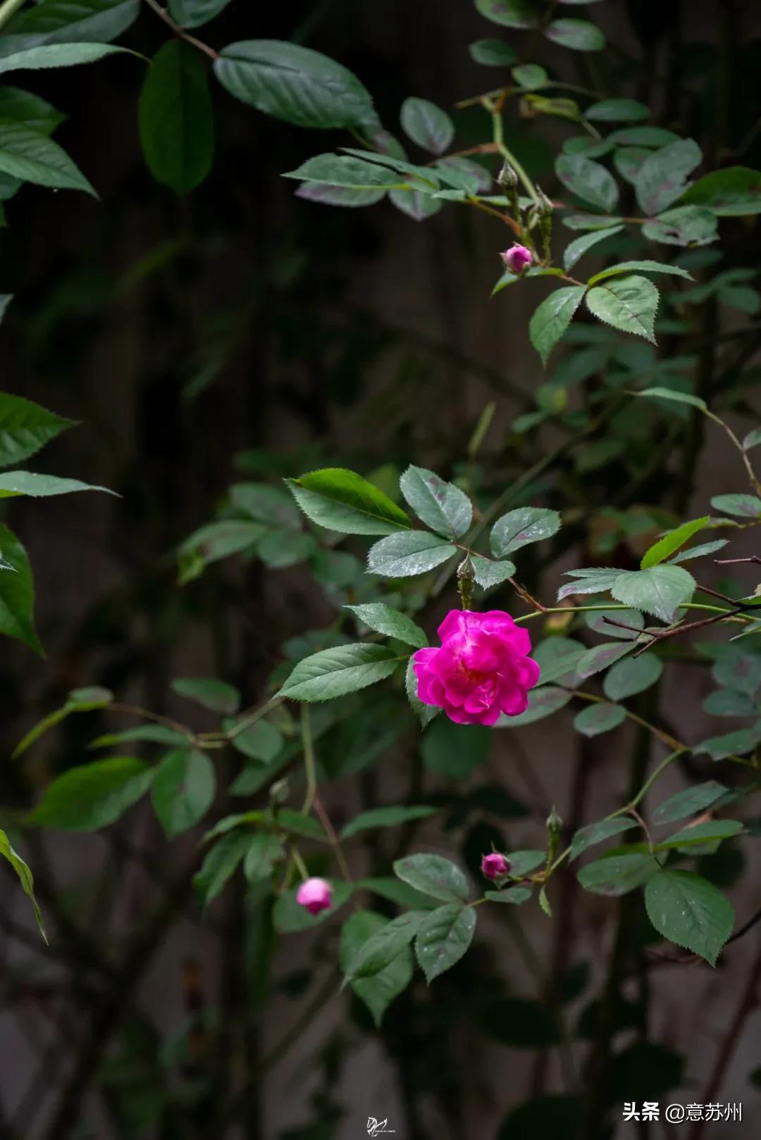 姑苏记艺圃蔷薇,苏州蔷薇艺圃