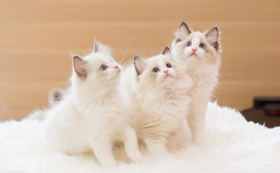 仙女猫专卖店介绍,仙女猫专卖店一览表