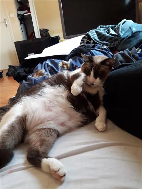 老板，这圆滚滚地怎么恢复出厂设置，说好的小可爱呢？