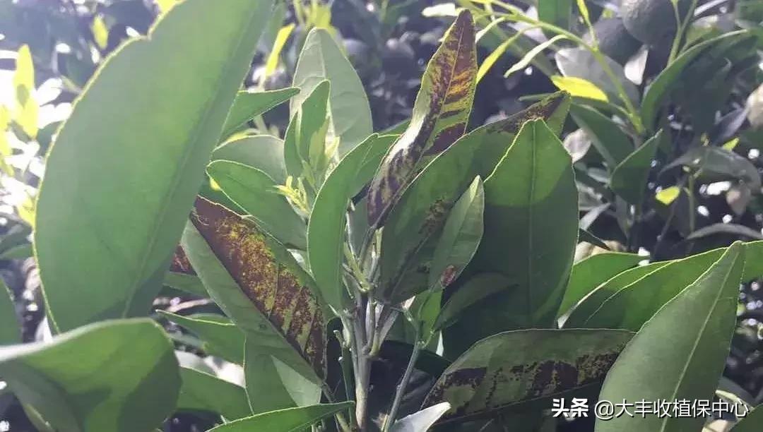 红蜘蛛锈壁虱大爆发该怎么用药,对红蜘蛛和锈壁虱有用的杀螨剂