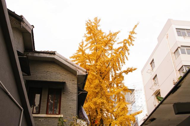 慧园里：南京版上海石库门，背靠夫子庙，却差点被拆除