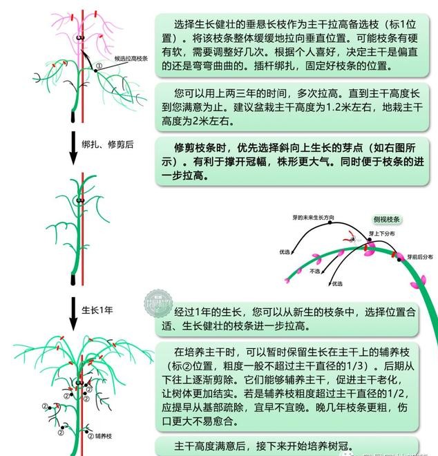 日本红枫红舞姬树形怎么修剪,盆栽红枫树修剪