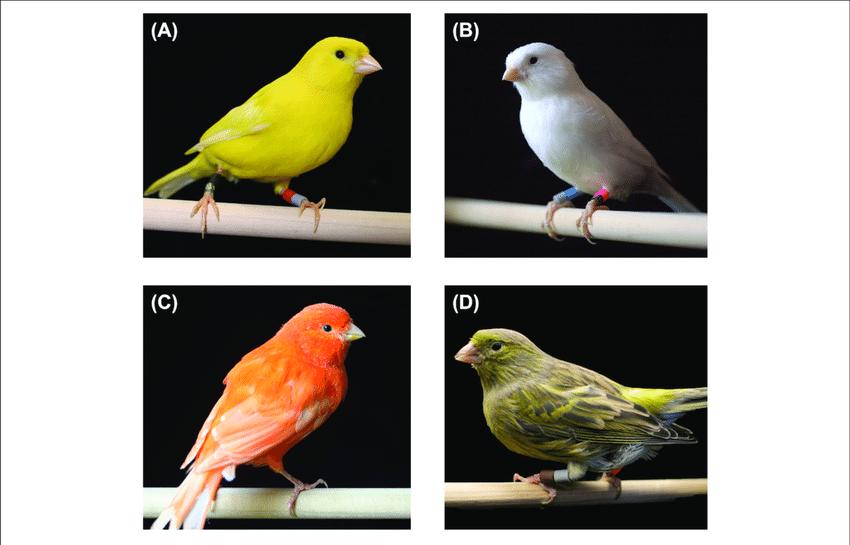 加拿大出现怪异的东西,加拿大无头怪