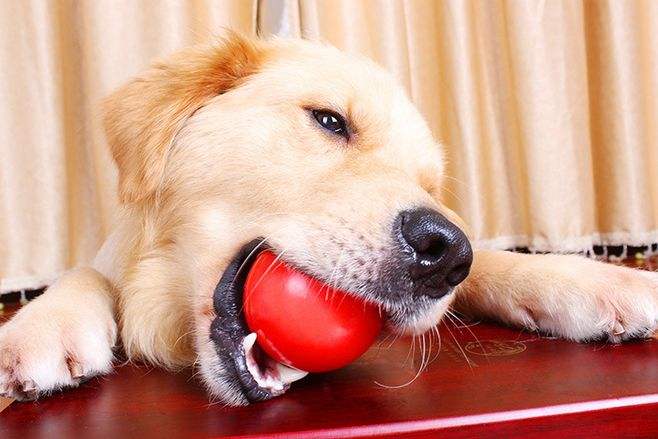 狗狗上火眼睛红最快解决方法,狗狗尿黄上火怎么办吃什么药