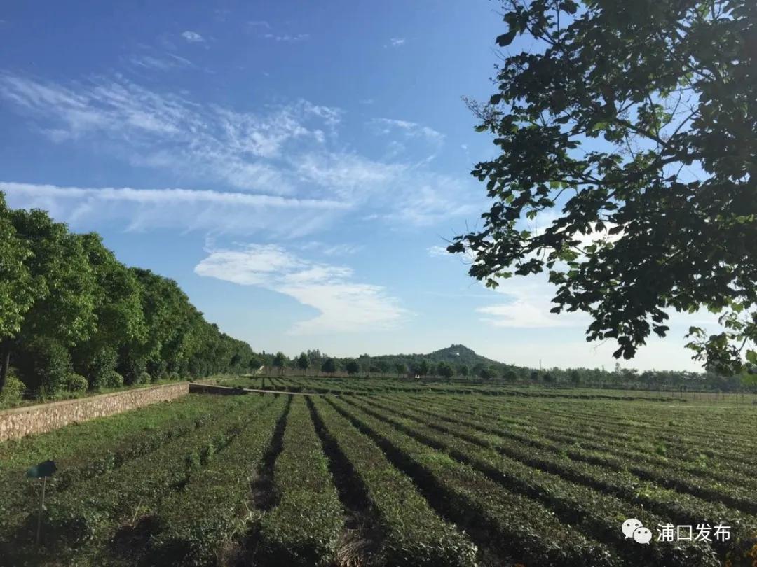 浦口花,南京看花的地方浦口