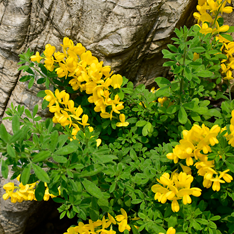 黄金雀老桩的养殖方法与注意事项,黄金雀几月开花