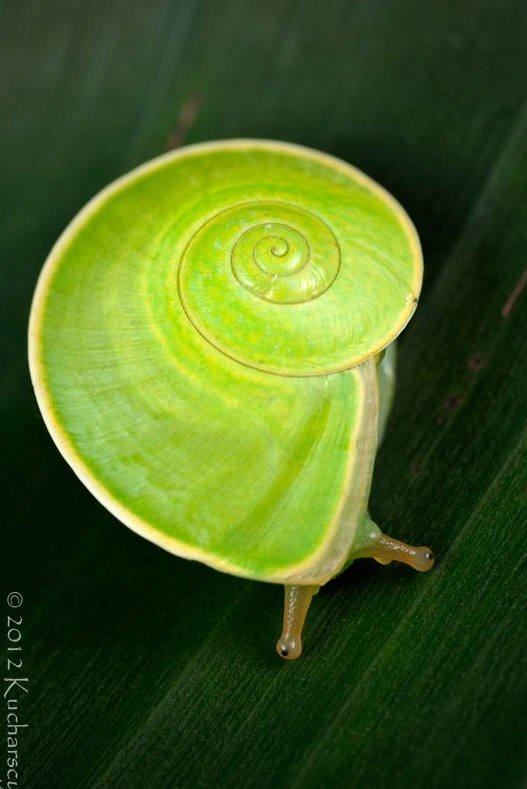 各种各样的真的小蜗牛,美丽的蜗牛图片
