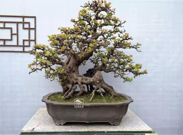 造型极美的盆景一起来欣赏,一组风吹出来的盆景欣赏动感十足