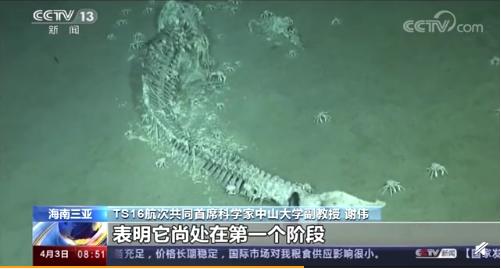 鲸落到底有多凄美,鲸落南北鲨掉东西的段子