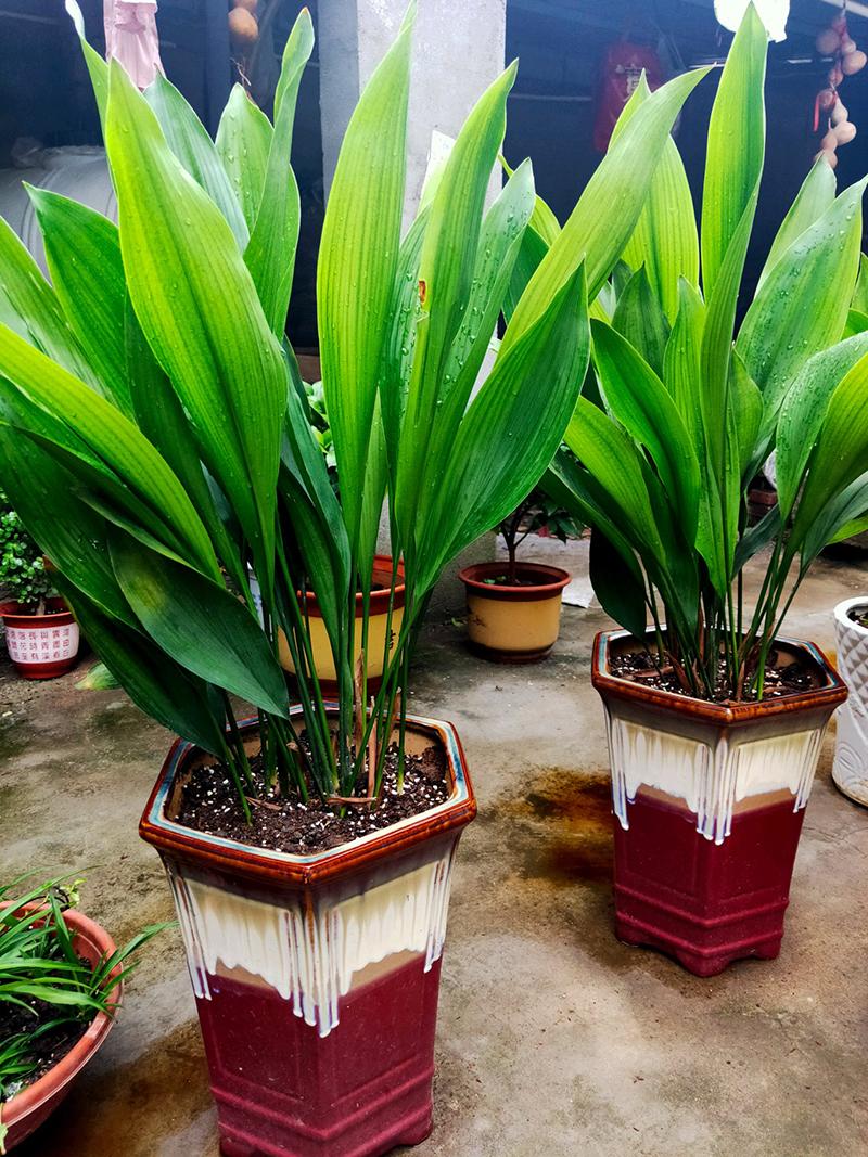 一叶兰根茎不透气会黄叶吗,一叶兰怎样才能枝繁叶茂