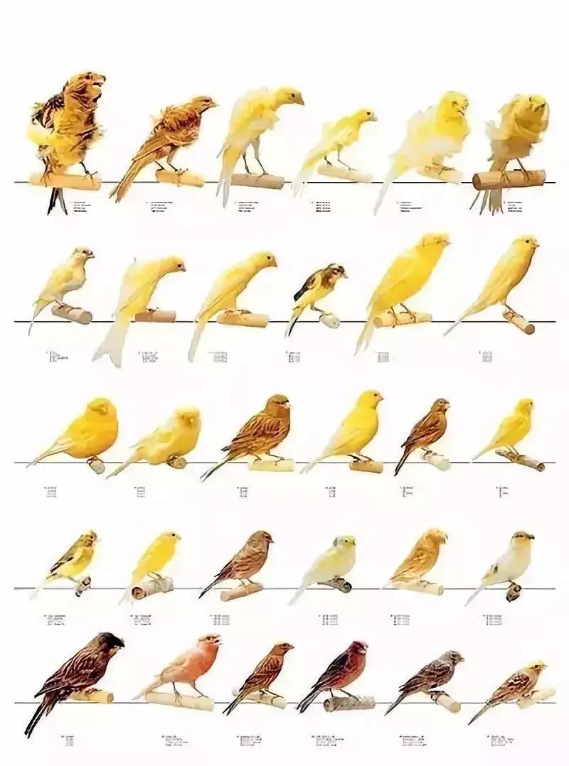 金青和韩立,金青的繁育