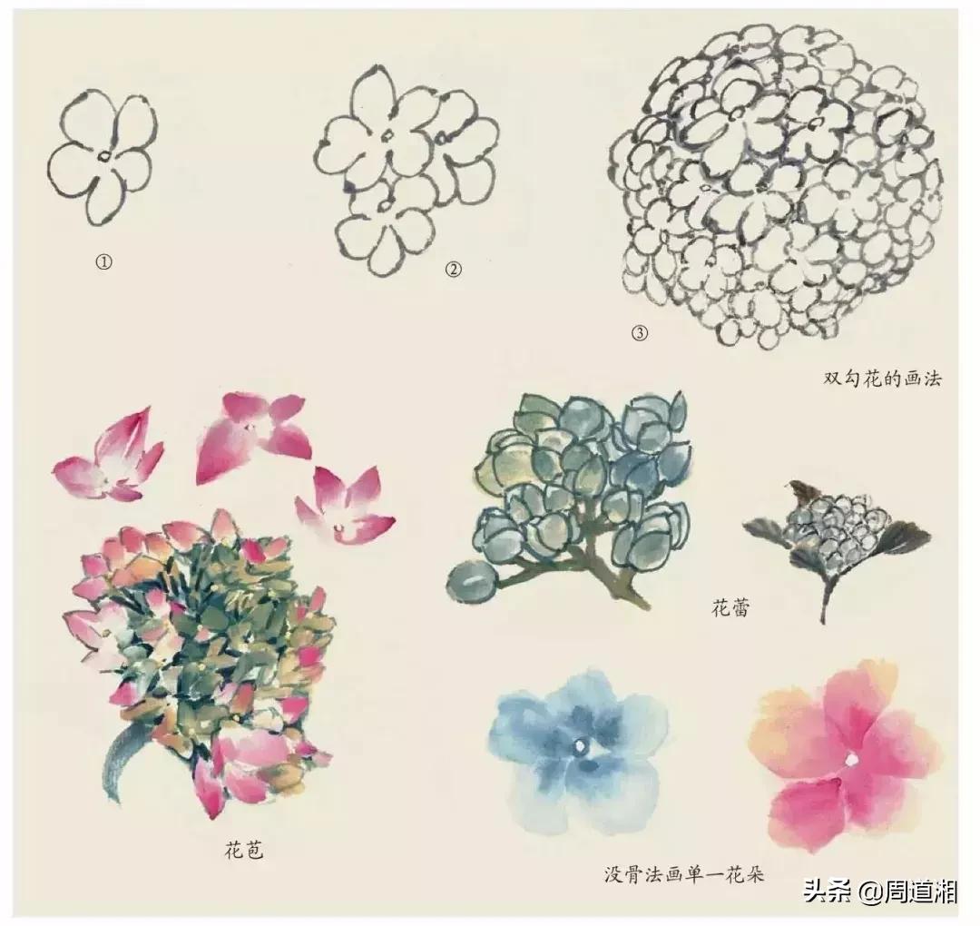 国画花卉大全教程视频,花卉小品国画图片大全