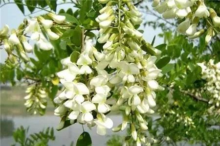 金秋时节一起游览香山,五一香山赏花