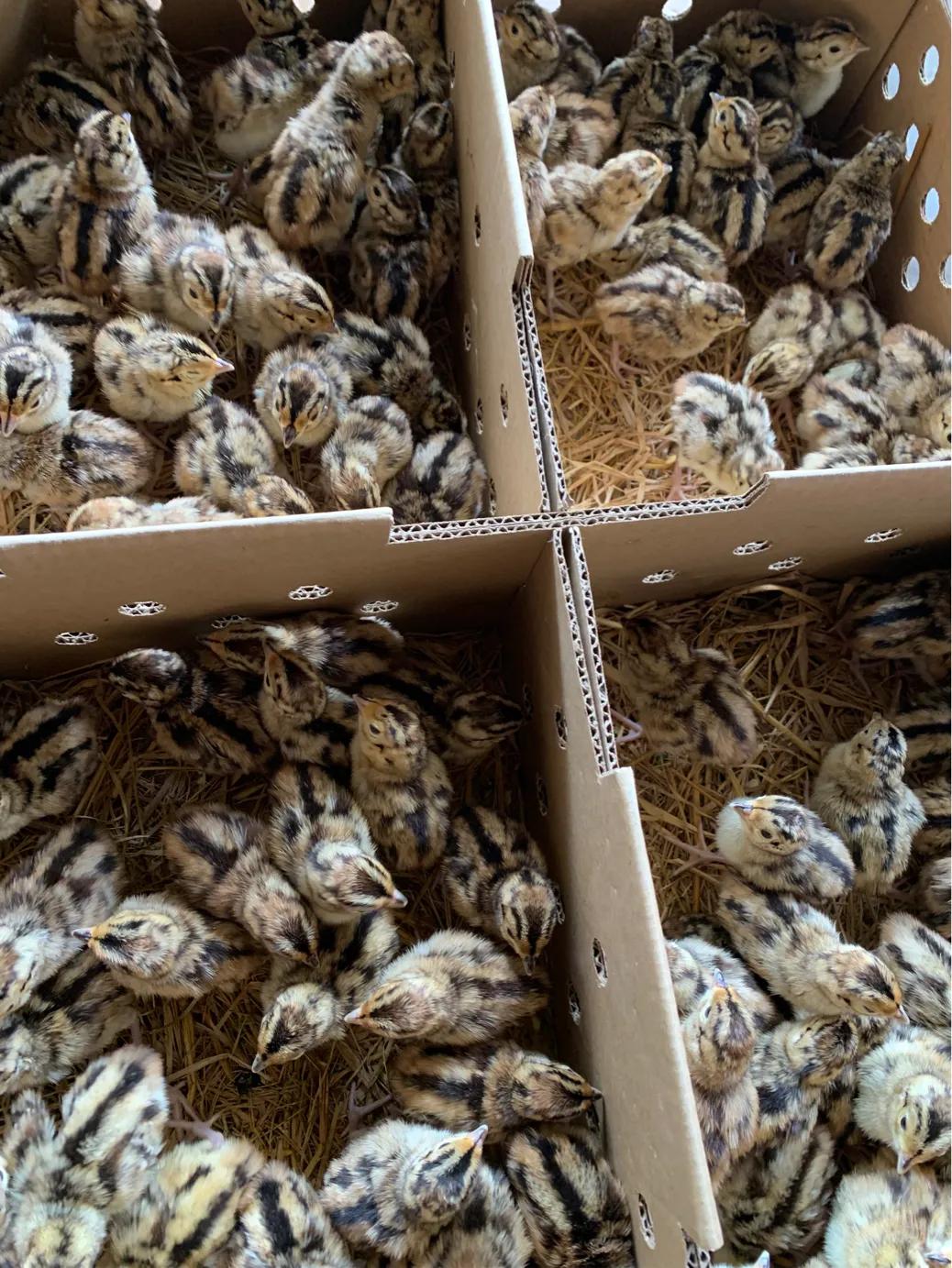 合浦山口镇顺剑家禽批发,广西秉信家禽