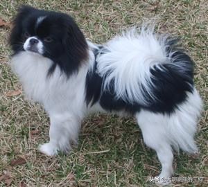 日本皇室特别喜欢给动物封官，每一个级别都比大名高