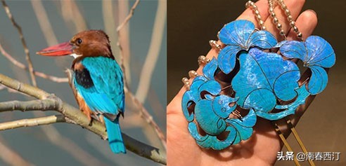 画眉鹩哥点颏都提成保护动物了,鹦鹉还能养吗?