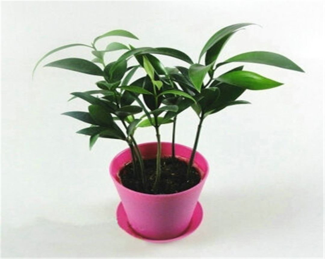 竹柏盆栽干枯,竹柏黄叶怎么补救最佳方法