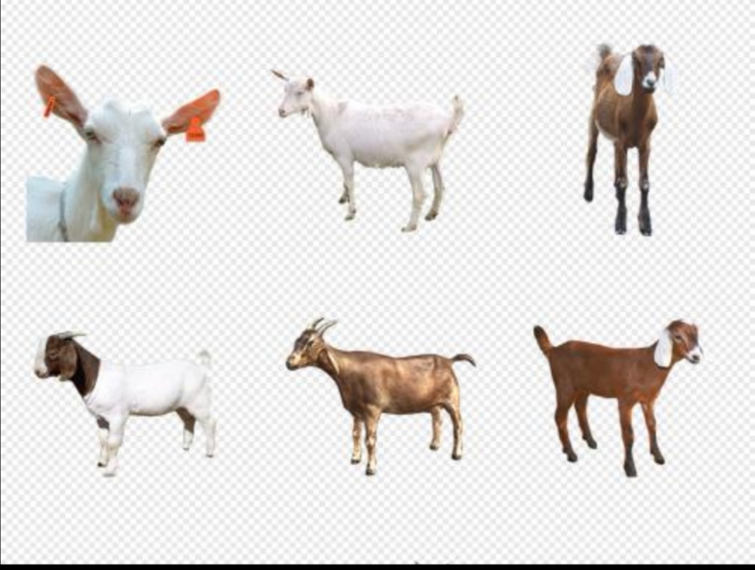 三字经全文注释完整版,三字经全文背诵