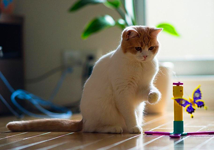 带猫咪回家过年猫咪害怕怎么办,过年带猫回家猫咪特别害怕怎么办