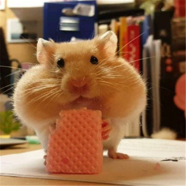 宠物仓鼠想喝水有什么表现,仓鼠的生活习性和吃食