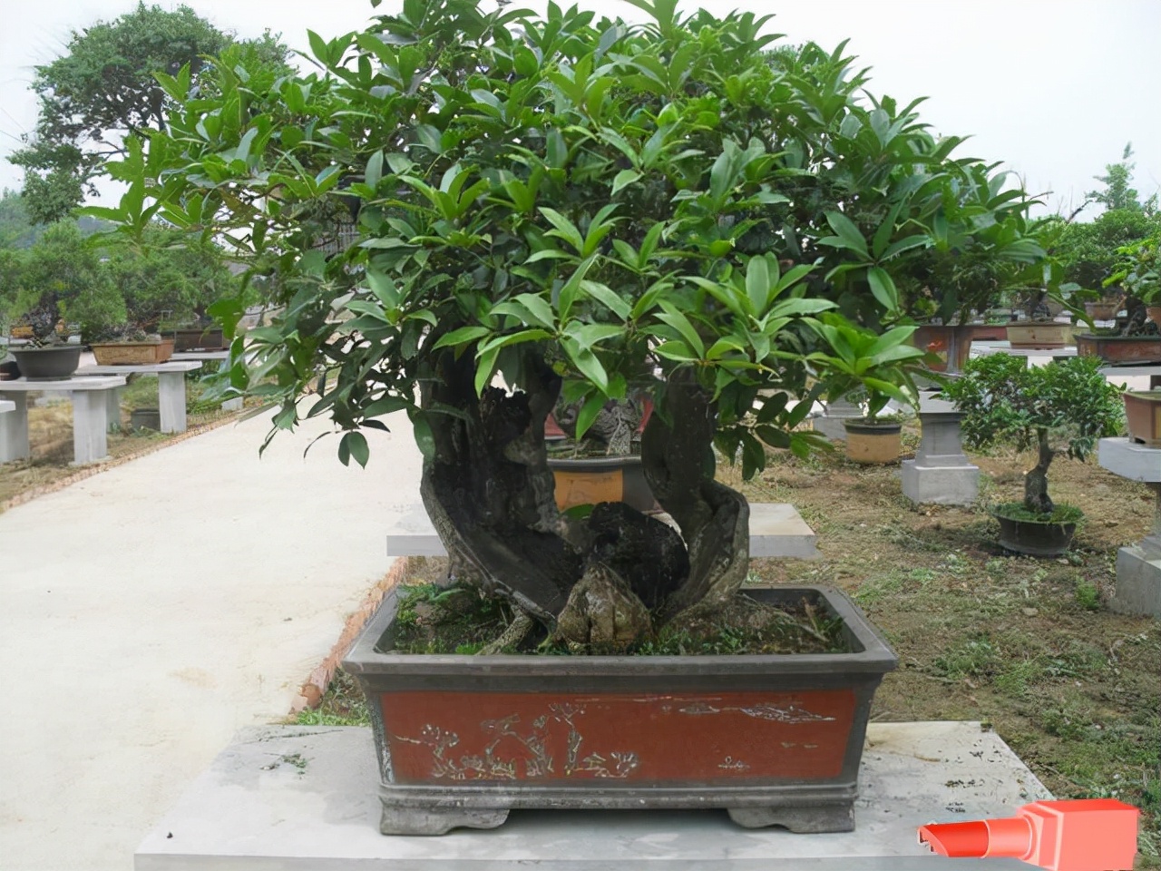 五种最好养的木本盆栽,懒人也可以养的盆栽好看又耐活