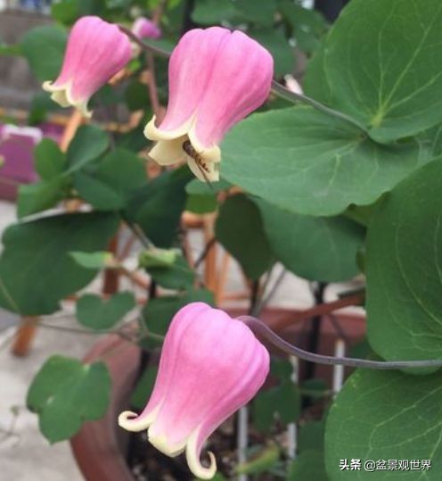 閾佺嚎鑾茬传鑹插皬閾冮摏,灏忛搩閾涢搧绾胯幉鍝佺