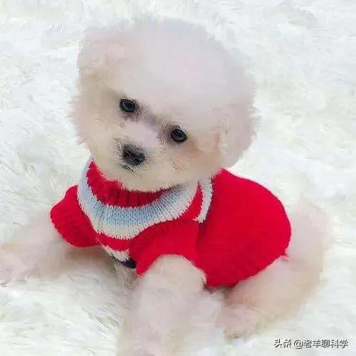 恶犬咬人被反杀集锦解气,恶犬咬人被一招制服