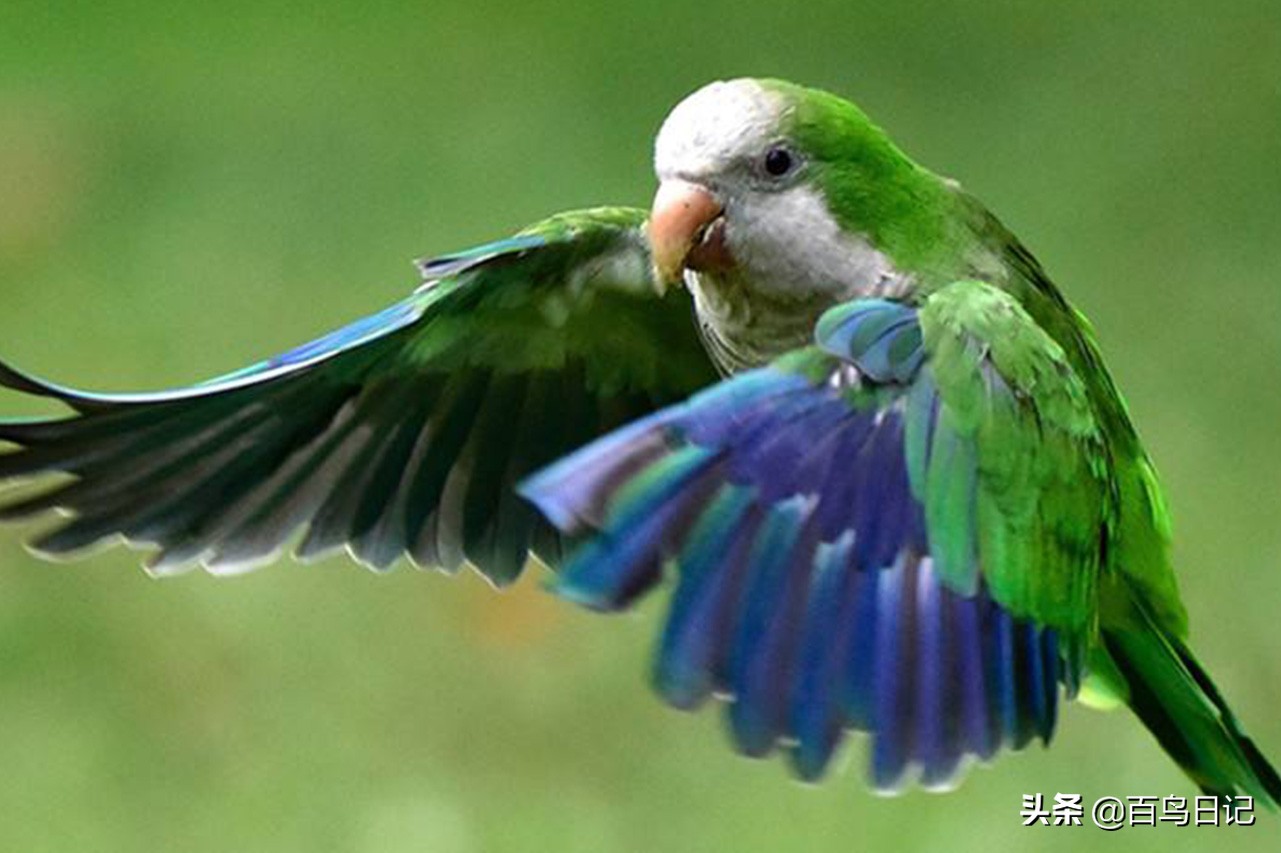 鸟儿身体失温了怎么克服,鸟中暑了怎么治