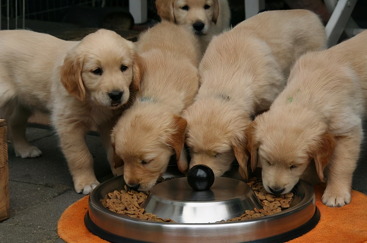 金毛突然干呕,金毛吃东西呕吐大概是什么病