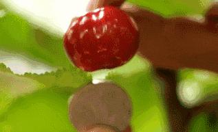 烟台樱桃季,烟台地区共产出22万吨,也就是440000000斤大樱桃