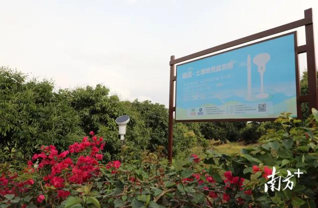 荔枝丰收季最新视频,荔枝丰收季广东