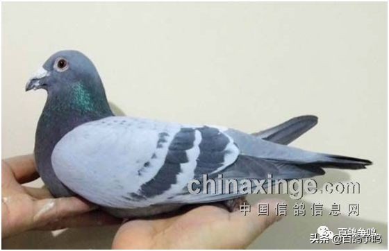 胡刚讲解雌鸽育种视频,胡刚说鸽骨体型视频