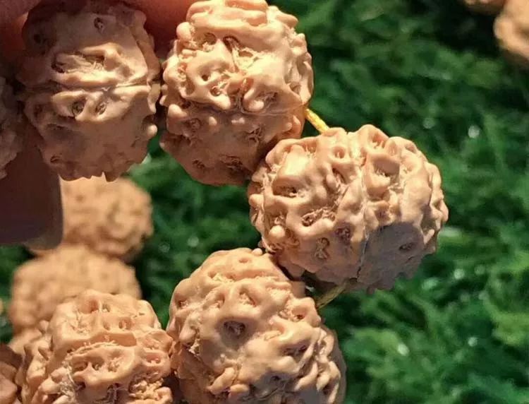 小金刚菩提子各种纹路图片,小金刚菩提的纹路有哪些