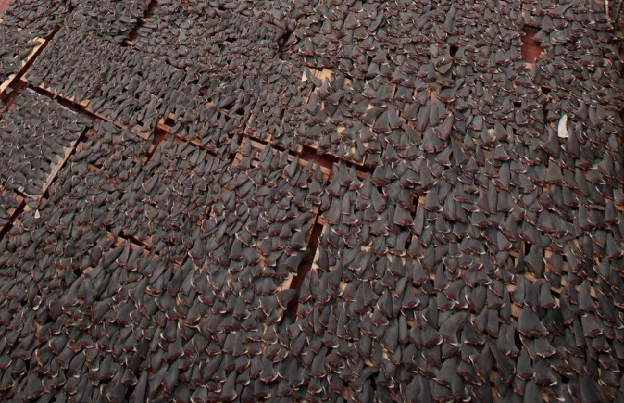 海霸之殇——鱼翅