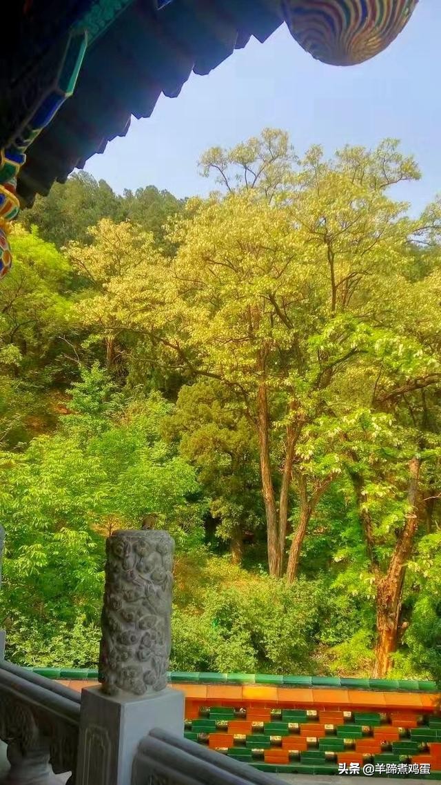 游玩北京香山公园之行,7月的北京香山公园图片