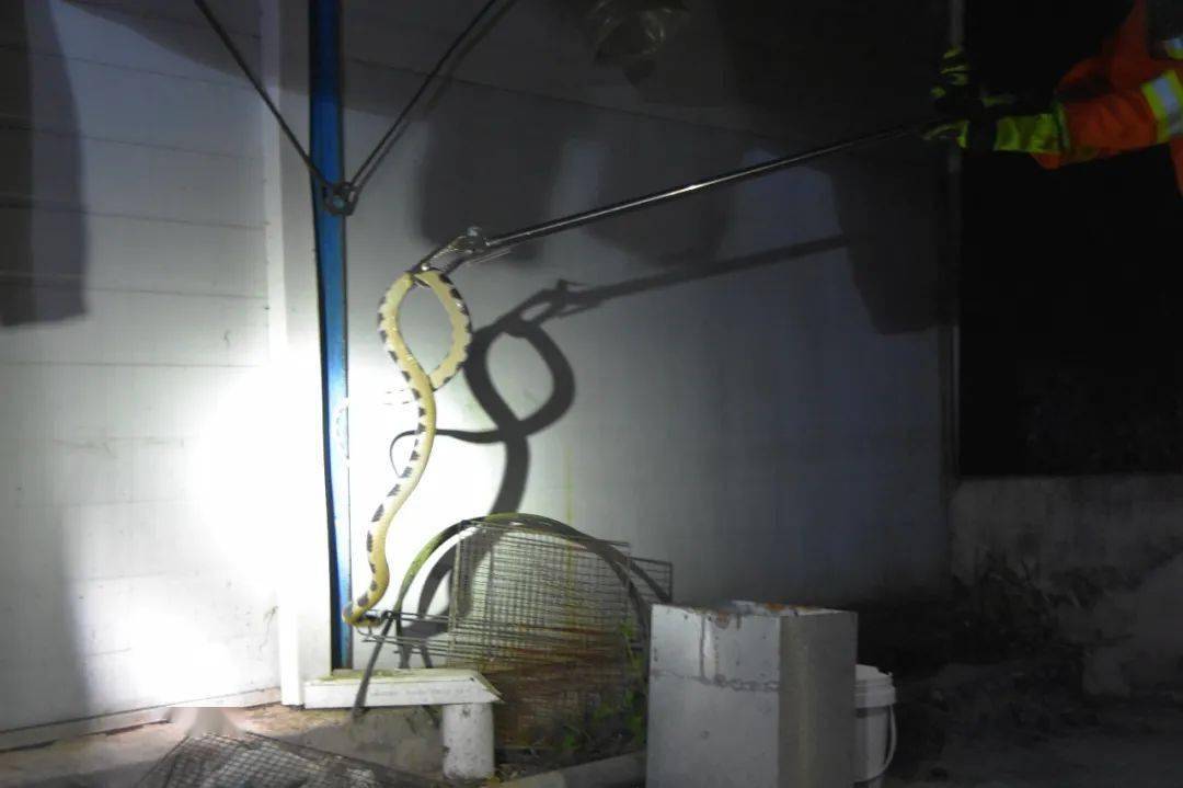 安徽工地发现一条剧毒眼镜蛇,野外银环蛇咬伤事件