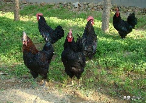 李时珍称它药鸡，一年只能长3斤，你见过吗？