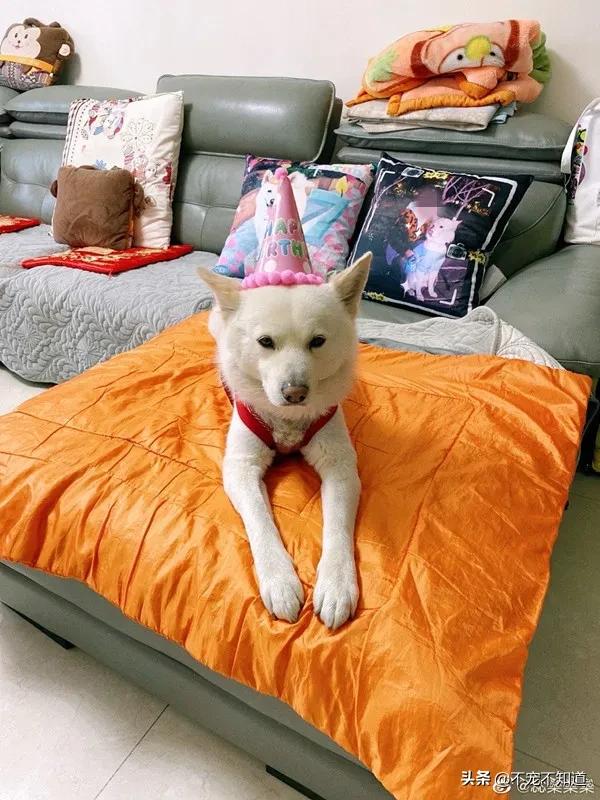 中华田园犬小时候的可爱图片,中华田园犬颜值天花板小奶狗