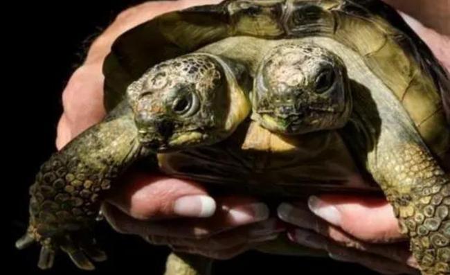 核变异双头龟,日本变异双头龟