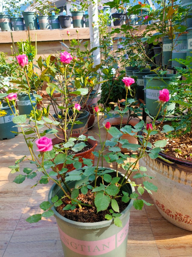 不用木头自制花架最简单的方法,请教DIY高手如何自制花架