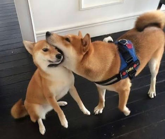 广州去哪里买柴犬比较便宜,广州买柴犬最好的地方