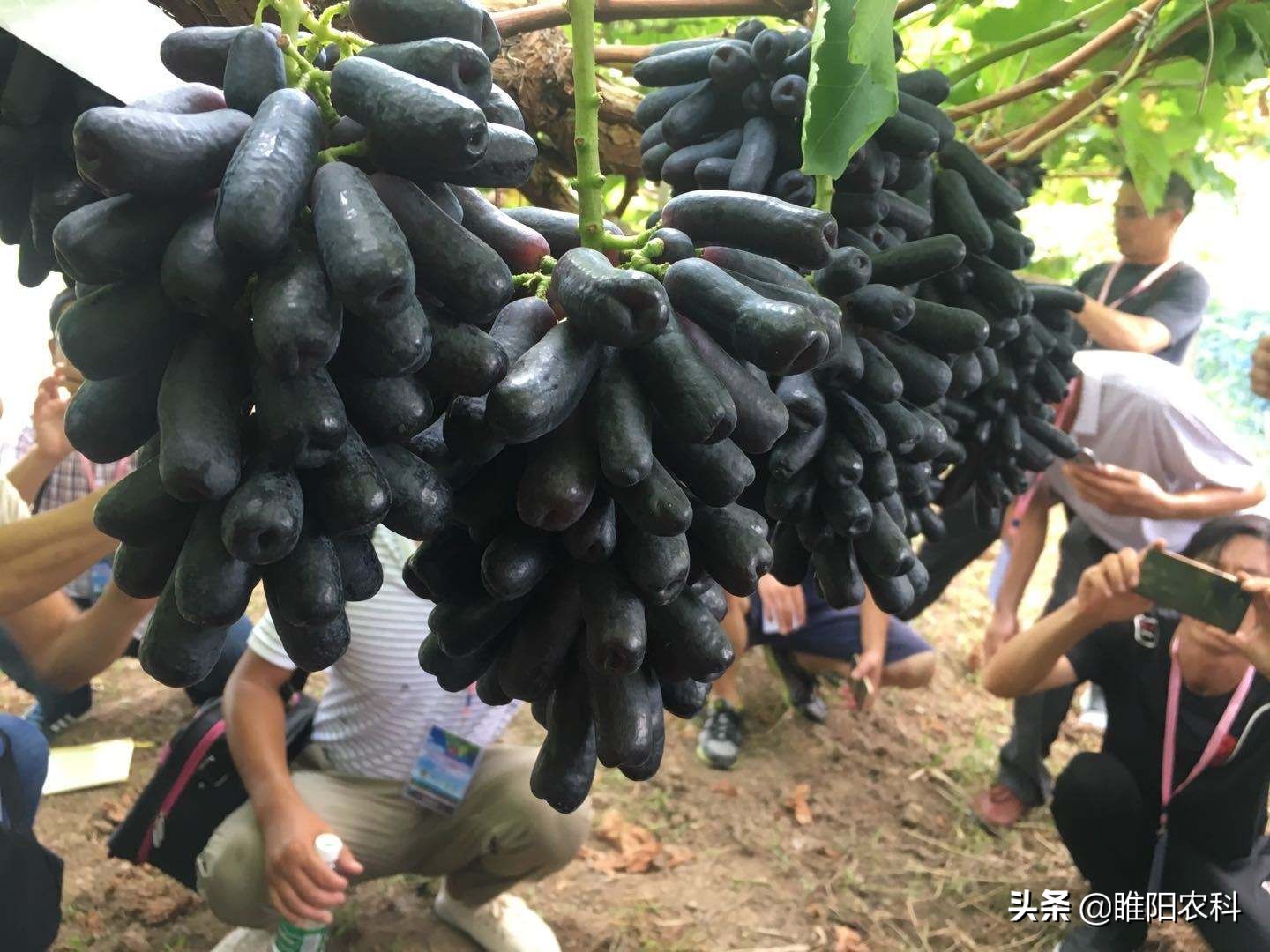 美国最新葡萄品种,目前最好的早熟葡萄新品种