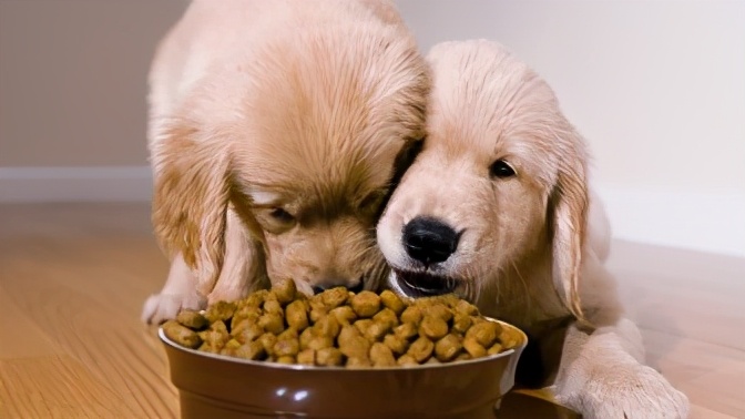 口碑最好的国产十大狗粮推荐,良心国产狗粮合集选粮必看系列