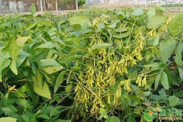 大豆种植的最佳时间和技术,大豆种植技术和种植时间