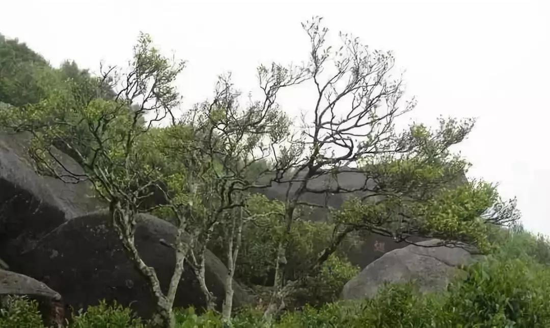 据说这是最贵的十款茶,最贵的12款茶