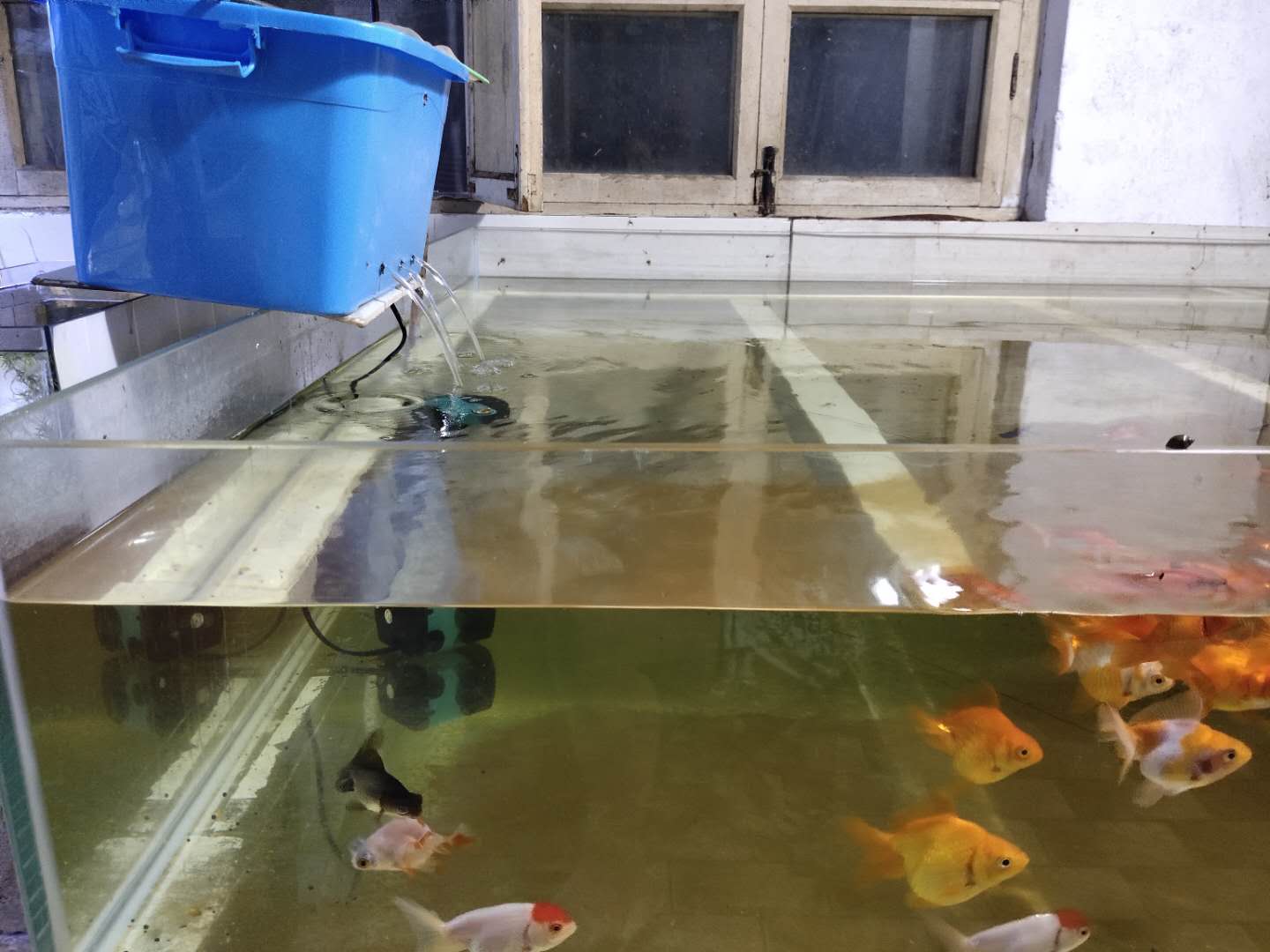 水质总是有白色细小浓稠泡沫,鱼缸水面泡沫过多